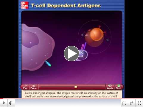 Interaction of Antigen Presenting Cells and T Helper Cells