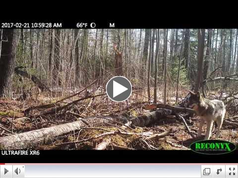 Awesome Echo Valley Wolf footage with special appearance by crows
