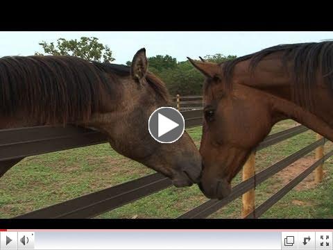 A Horse Rescue at Black Beauty