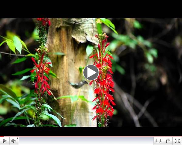 Smoky Mountain Explorer Series: Part 02 - Seasons of the Smokies Trailer