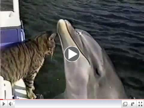 Cat And Dolphin Play Together