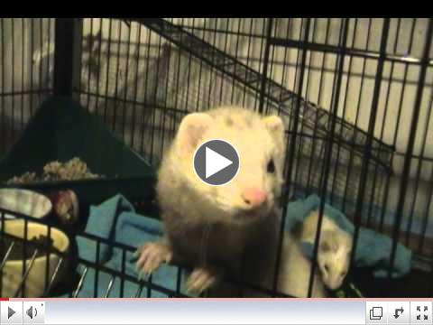 Sammy, Critter Camp's newest ferret meets her new buddies