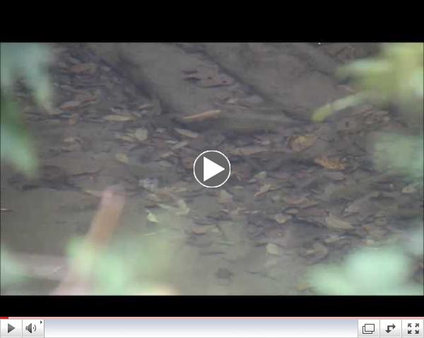 Cedar's Many Trout & Native Albino Brookie