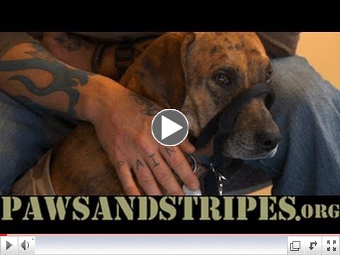 Paws and Stripes Helping Dogs Helping Heroes