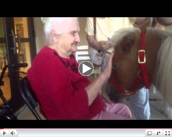 Miniature Horses Come to Osprey