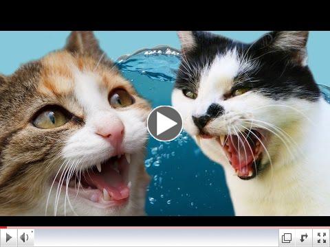 Cats Vs Water 