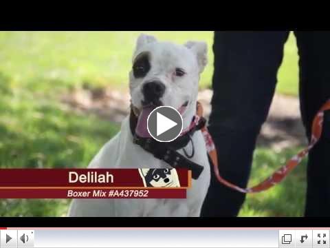 Pets of the Week #15 Delilah & Godzilla