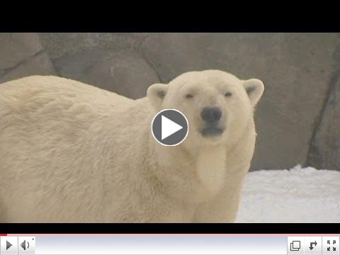 Polar bear cubs: The Moscow Zoo's new attraction
