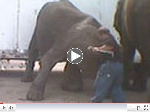 Stop Circus Suffering, USA