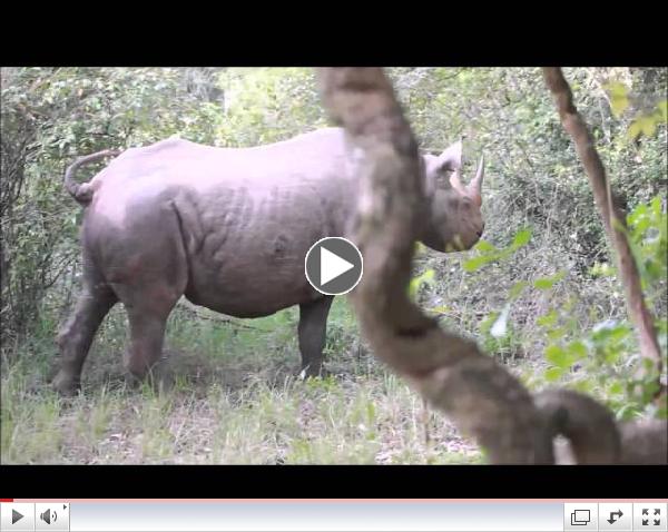 Black Rhino at Nairobi Tented Camp Lounge, inside Nairobi National Park