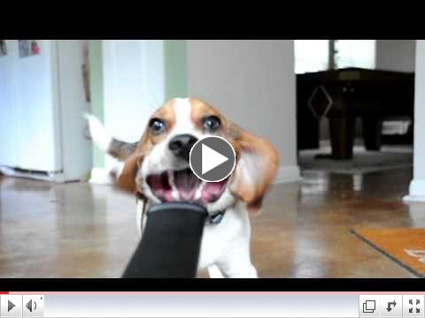 Beagle vs. Blower