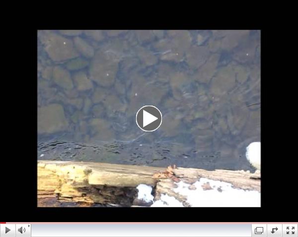 11-29 Pine Creek trout above Slate Run Bridge
