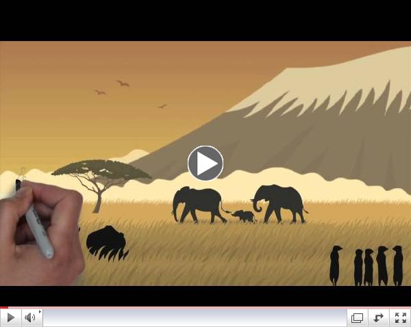 Protect Endangered African Wildlife Animals And Species