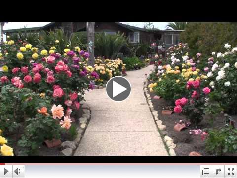 Bragg Rose Gardens 2014