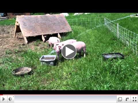 Pigs Romping at Nubanusit Neighborhood & Farm Cohousing