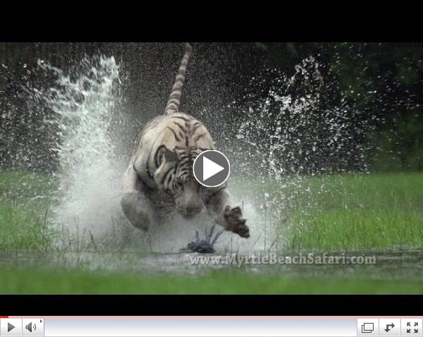 NEW!! TIGER RUN - Myrtle Beach Safari