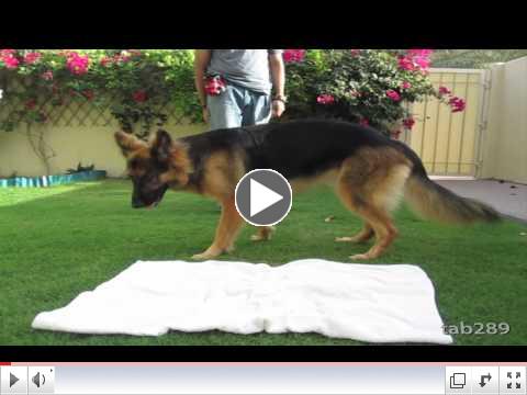 How To Train A Dog To Settle Down / Relax