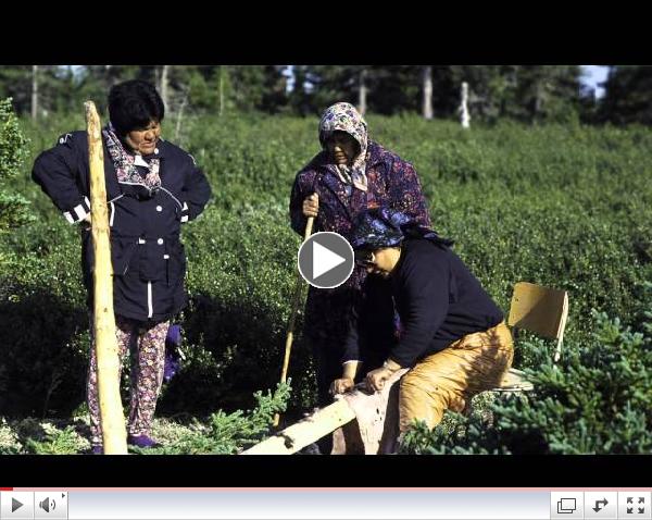 Campaign to STOP Genetically Engineered Trees crowdfunding video