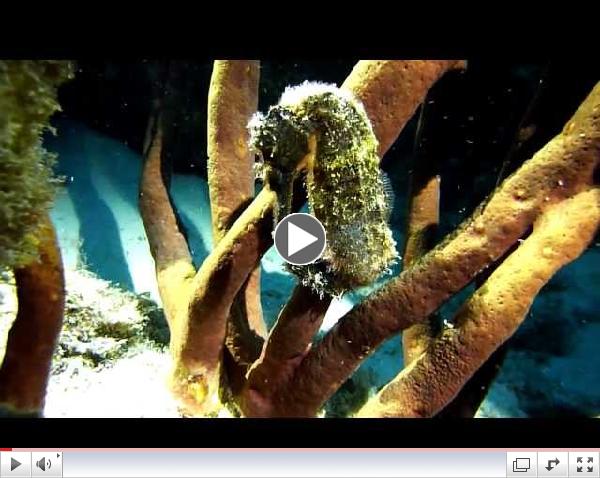 Bonaire 2013 HD