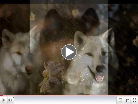 Spirit of the Nature - Wolves