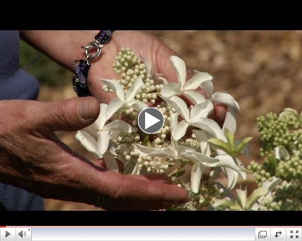 Prairie Yard & Garden: Revisiting Hydrangea