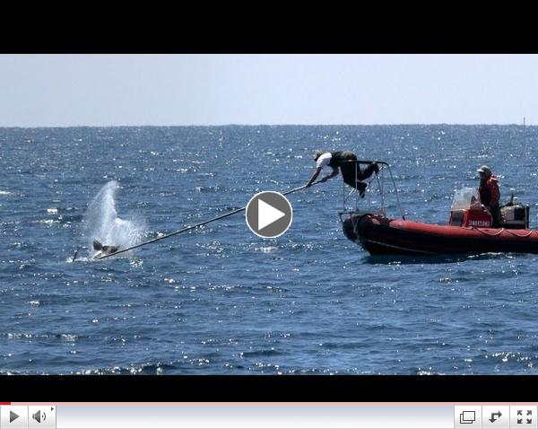 Whale Tagging: Marine Biologist Ari Friedlaender Tags Whales for Science!