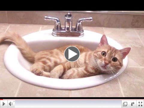 cute cat video