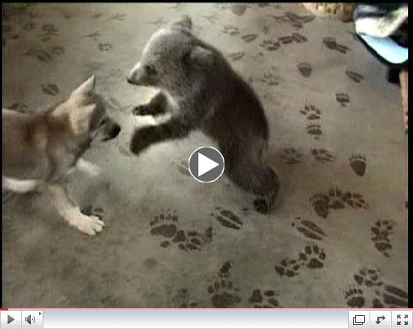 Grizly Bear Cub & Wolf Cub Playing