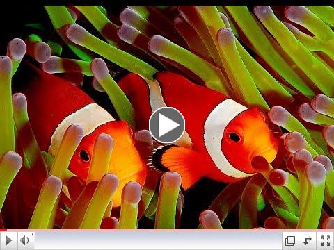 Clown Fish - My animal friends