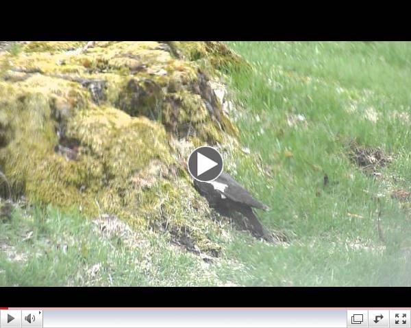 Pileated Woodpecker