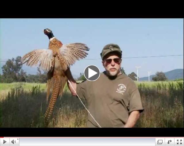 Official Ojai Valley Taxidermy TV Commercial