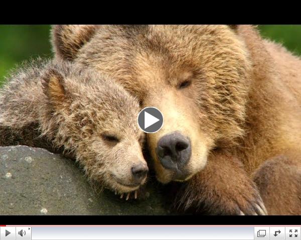 Bears - Official Trailer (HD) Disney Documentary
