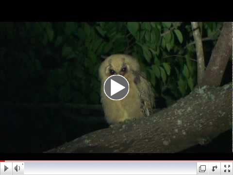Jamaican Owl, Jamaica