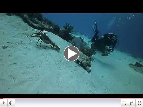 Lobster on the Run