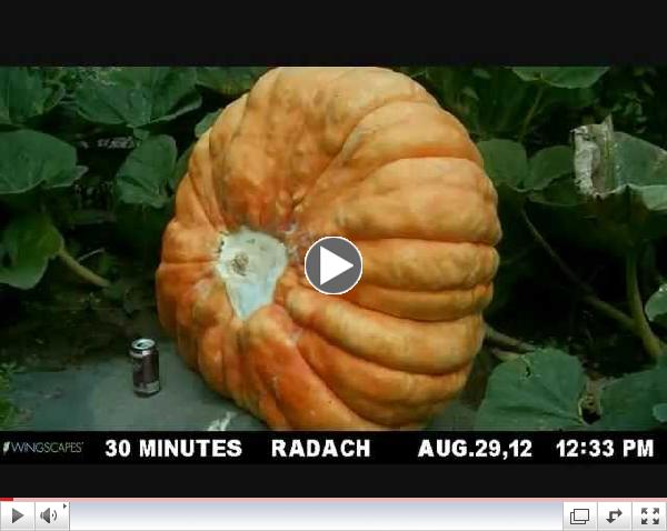 Giant Pumpkin Time Lapse.wmv