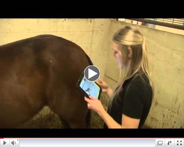 Horse BCS app