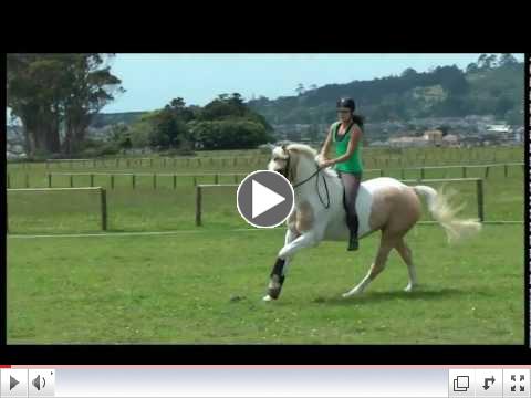 Classic Goldrush ~~Jumping 6ft+ Bareback~~ No Bridle