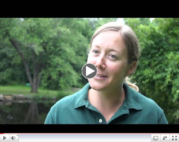 Monitoring American eels in N.H. rivers