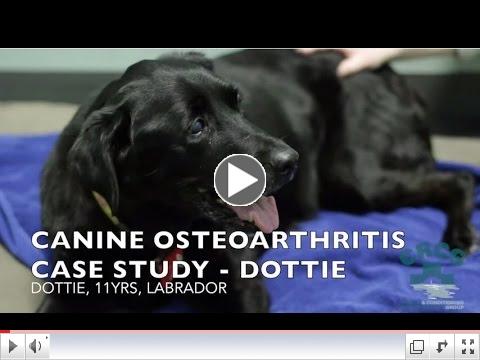 Canine Osteoarthritis - Case Study: Dottie