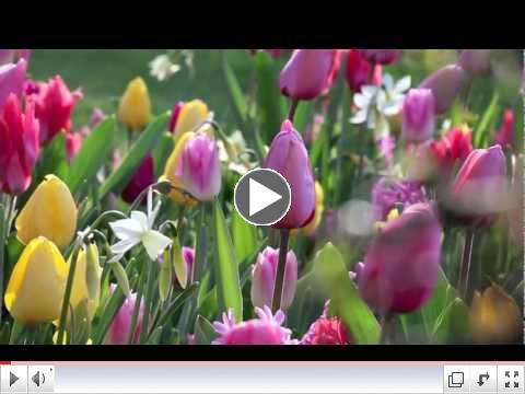Bulbes d'automne plantation en pot