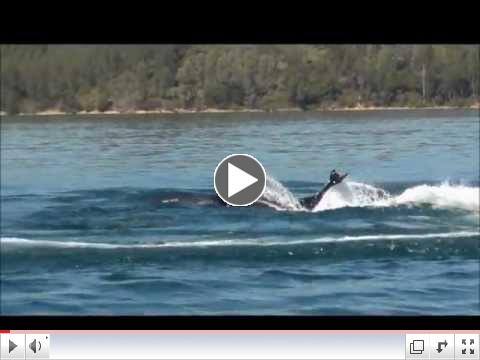 New Seabreacher Y Video