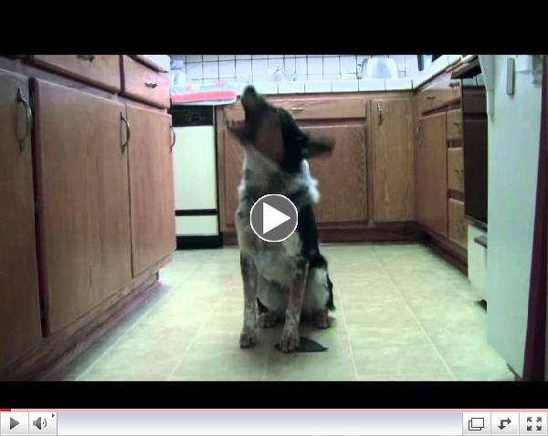 Jumpy the dog