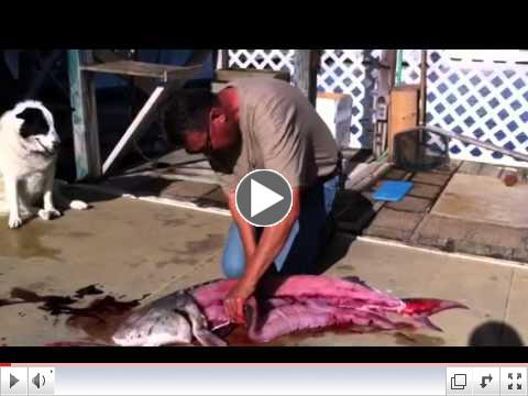 Captain Joel Filleting a Sturgeon Pt 2