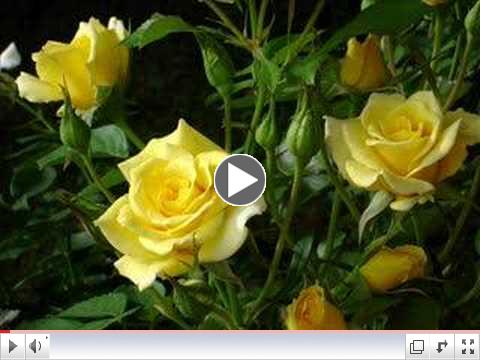Bobby Darin and Marty Robbins '18 Yellow Roses.'