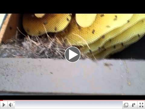 Bee Removal Tucson -Honeycomb Removal.mp4