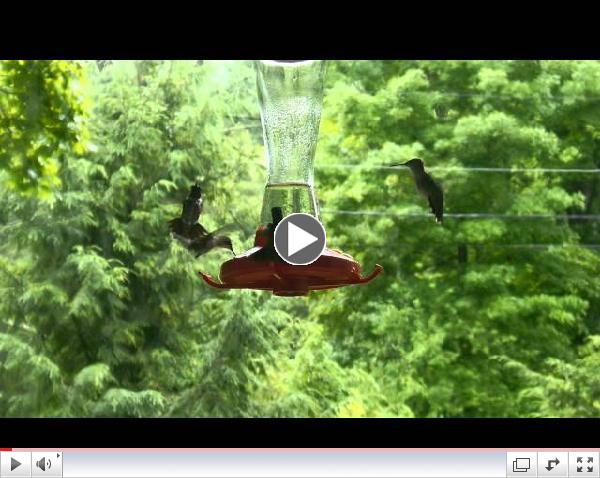 Hummingbirds by DennisLarkin
