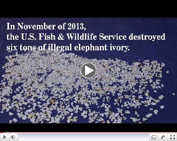 Ivory Challenge PSA