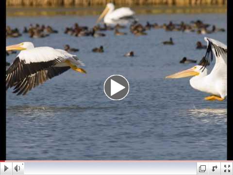 Texas Coastal Birds Part I by All Inspiring Images