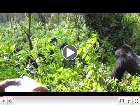 Silverback Mountain Gorillas Face Off in Rwanda