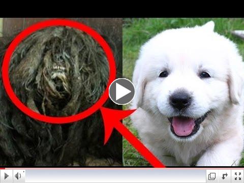 15 UNBELIEVABLE dog transformations BEFORE and AFTER rescue 